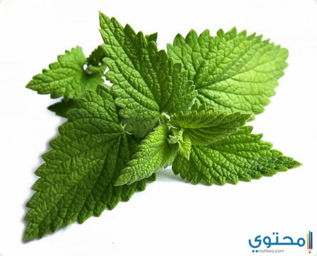  النعناع في المنام