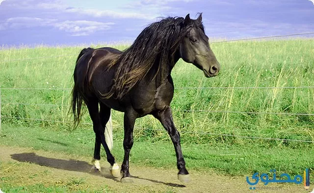 تفسير رؤية الحصان الأسود في المنام