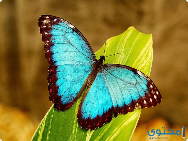 تفسير رؤية الفراشة في المنام لابن سيرين والنابلسي 1 الفراشة في الحلم للمتزوجة