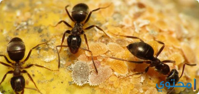 النمل في المنام وتفسير رؤية النمل الكبير والصغير موقع محتوى