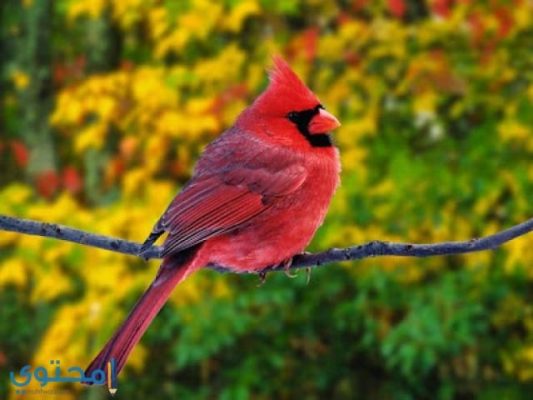  صور طيور جميلة