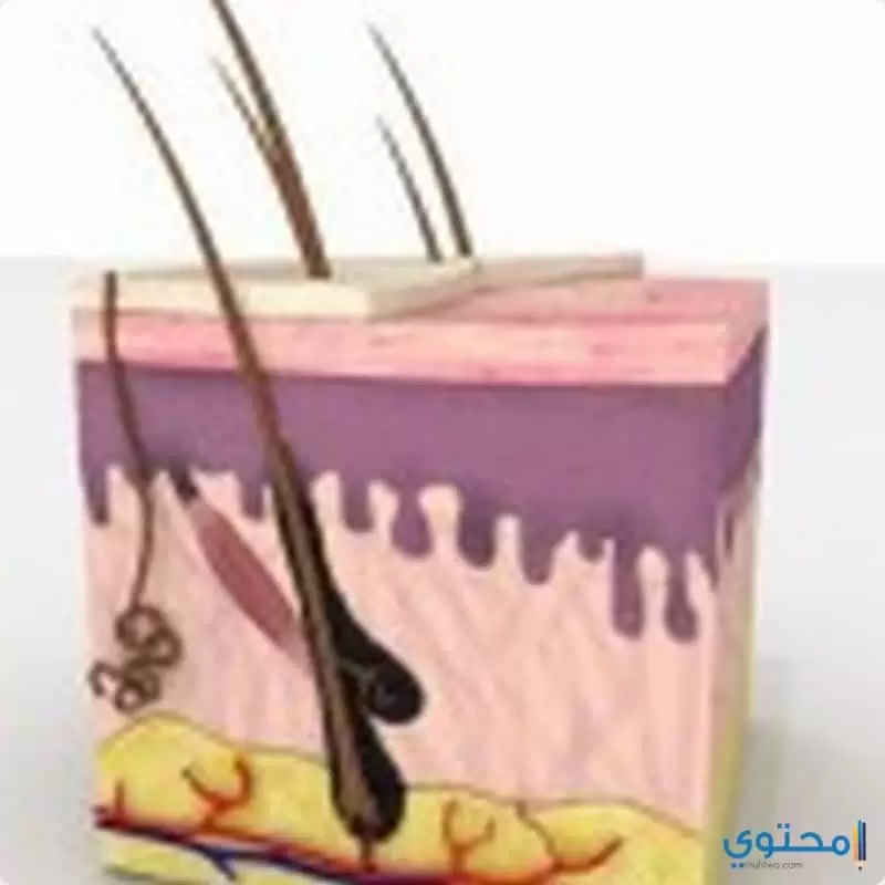 Image كيفيه التخلص من الشعر الزائد3