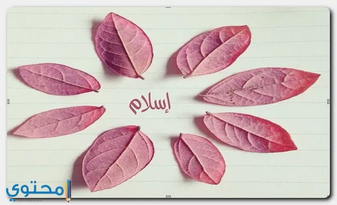 مشاهير معروفين باسم اسلام