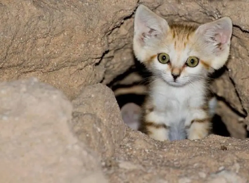 Sand Cat