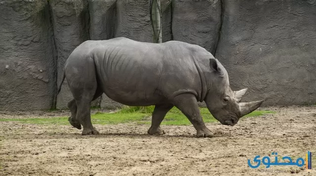 معلومات عن وحيد القرن