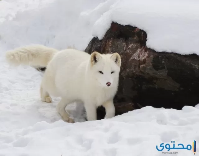 معلومات عن الثعلب الأحمر