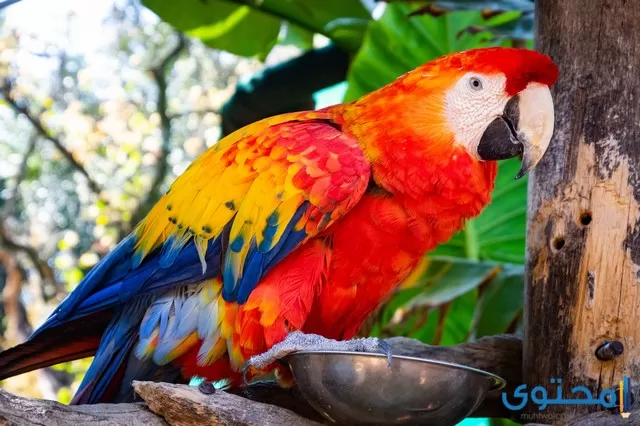 اسماء طيور للاطفال
