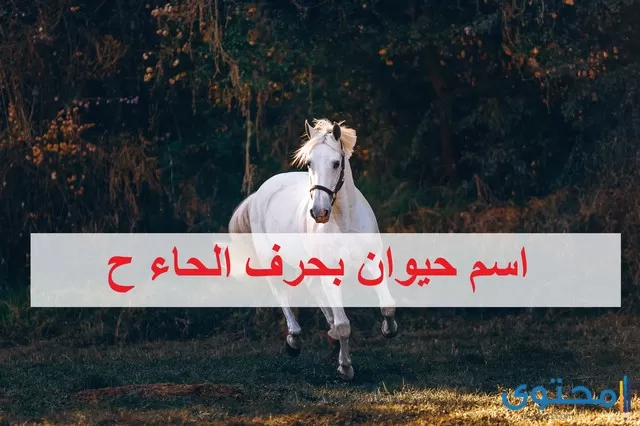 اسم حيوان بحرف الحاء ح