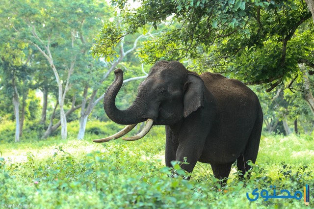 معلومات عامة عن حيوان الفيل بالصور موقع محتوى