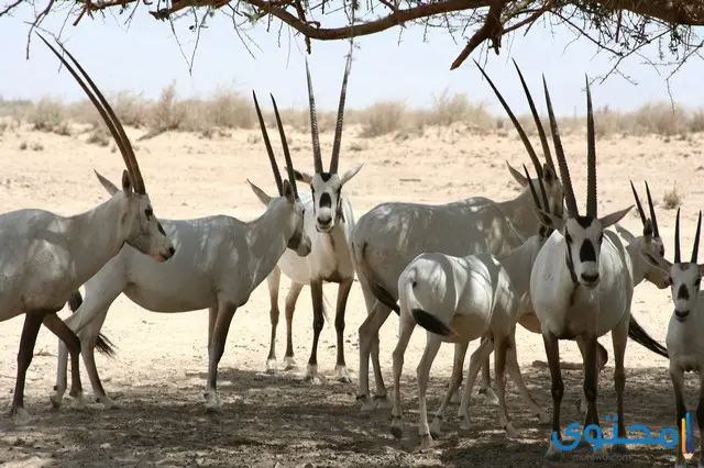 معلومات عن حيوان المها