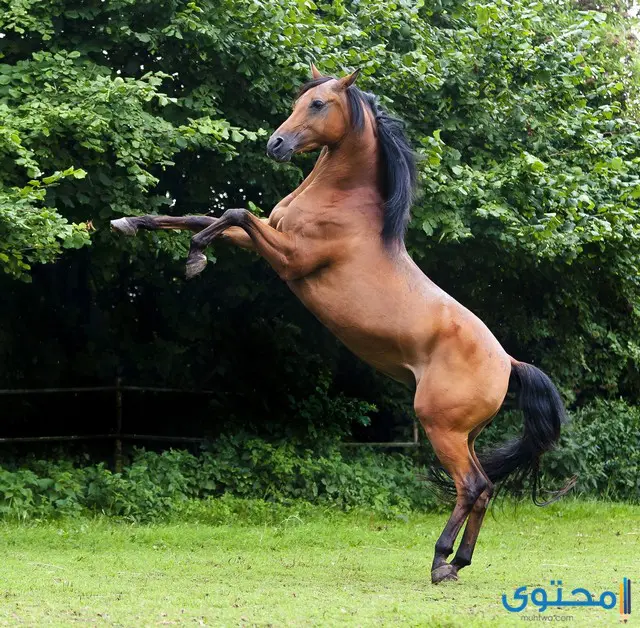 معلومات عن الحصان العربي