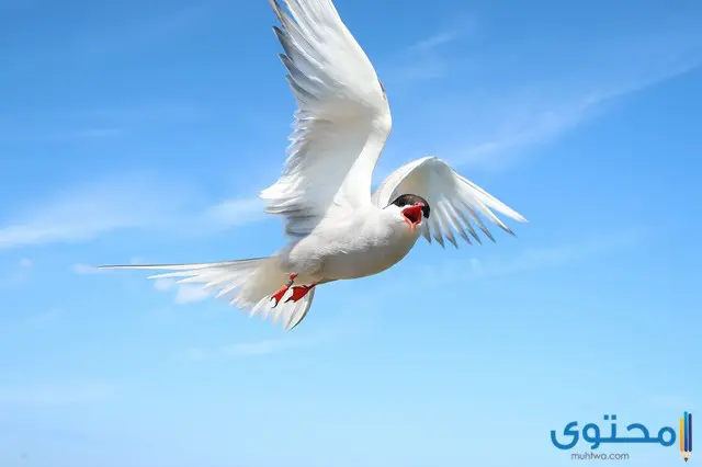معلومات عن طائر الخرشنة