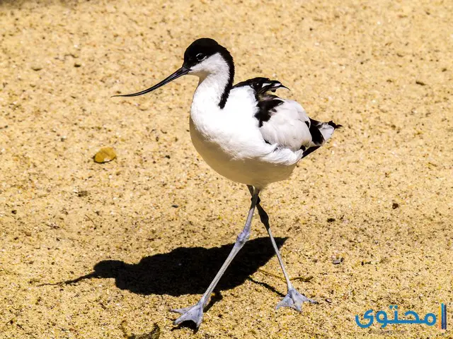 معلومات عن طائر النكات