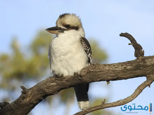 معلومات عن طائر الكوكابورا 