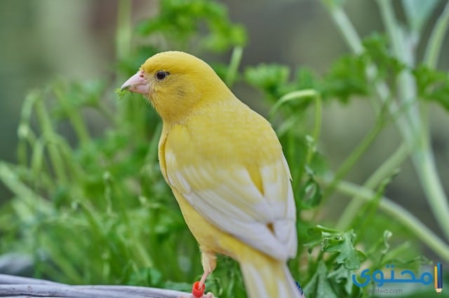 معلومات عن طائر الكناري
