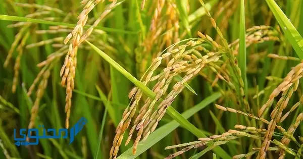 ما هي نسبة إنتاج الأرز العالمي في بنغلاديش في عام 1425