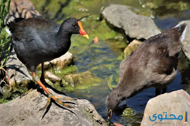 معلومات عن دجاجة الماء