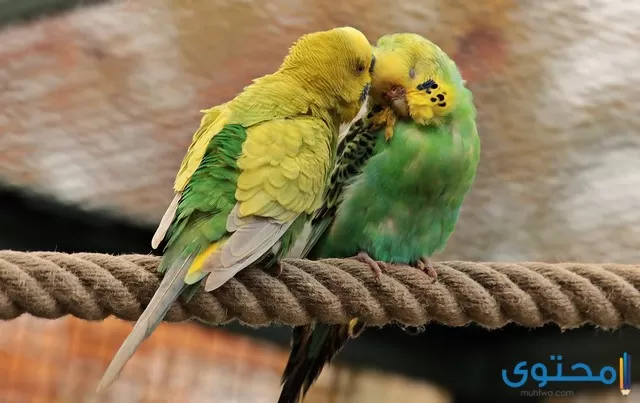 اسماء طيور للاطفال