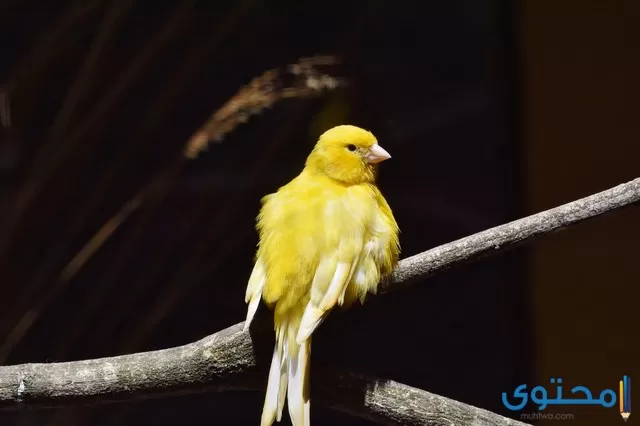 اسماء طيور للاطفال