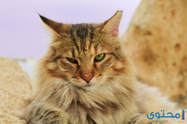 30 من أسماء قطط تركية ومعانيها للذكور والاناث