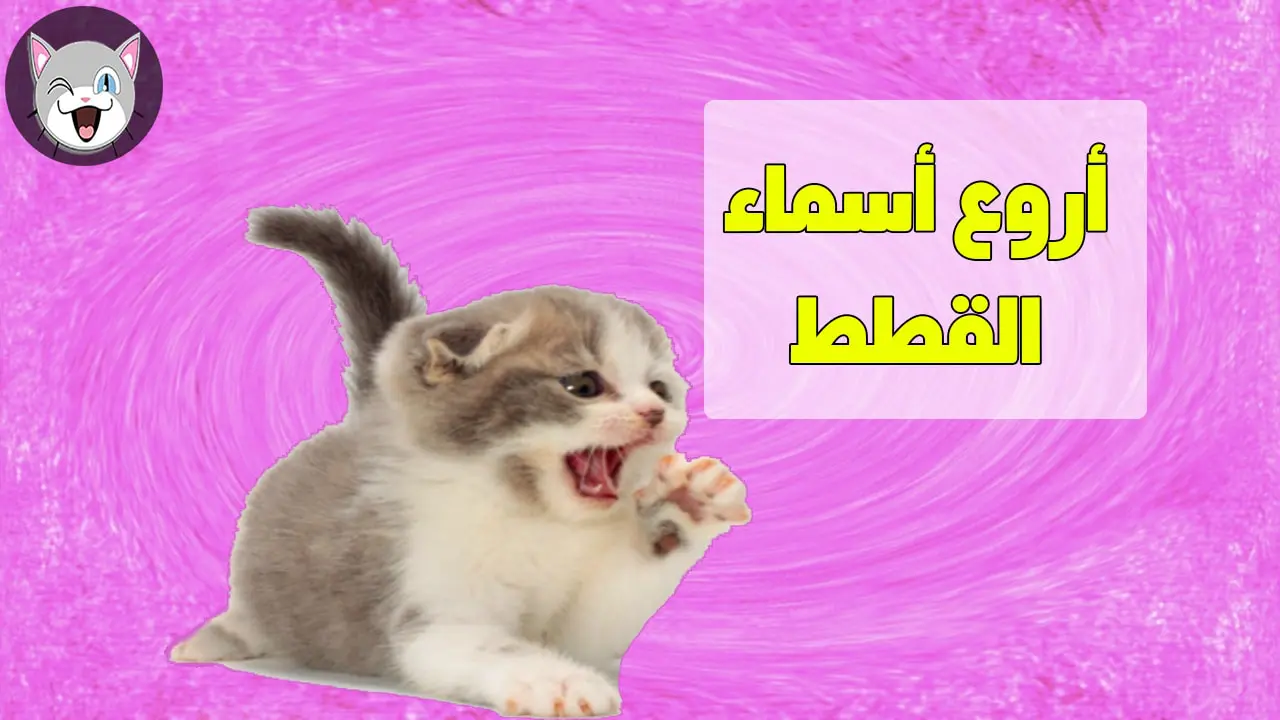 أسماء قطط عربية ومعانيها للذكور والإناث 2024