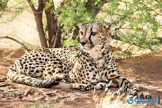 اسرع الحيوانات في الجري