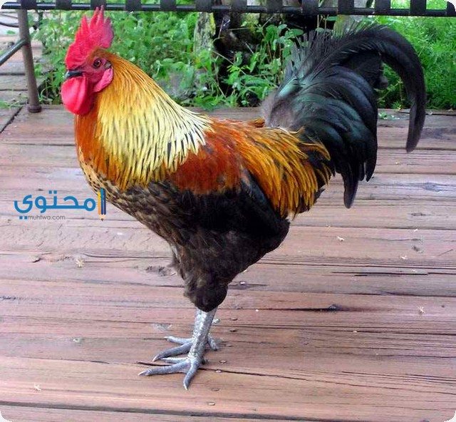 تفسير رؤية الديك في المنام ومعني سماع صوت الديك 1 الديك في المنام