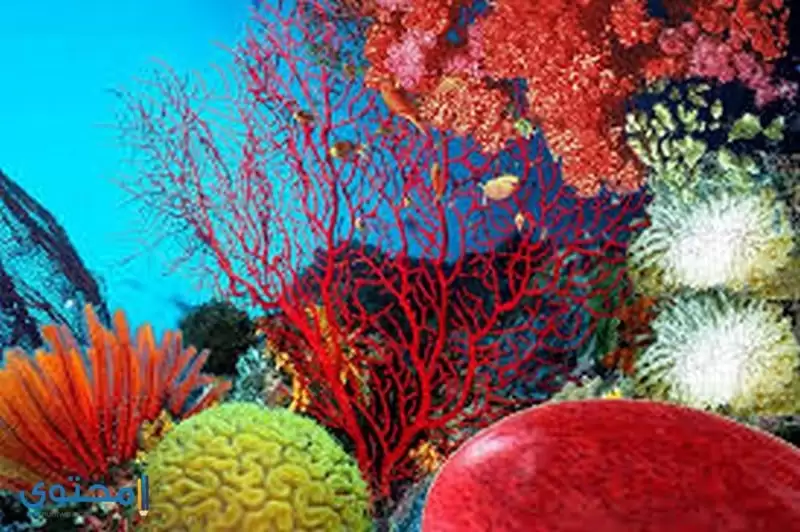 تفسير رؤيه المرجان في الحلم