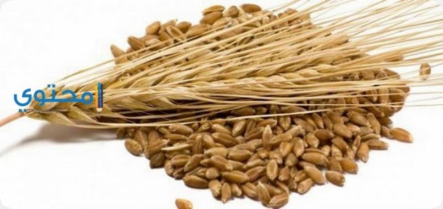 تفسير رؤية الشعير في الحلم لابن سيرين والعصيمي 1 الشعير في الحلم