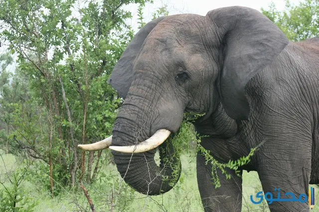 معلومات عن حيوان الفيل الأفريقي