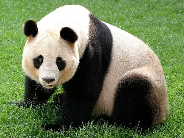 صور دب باندا