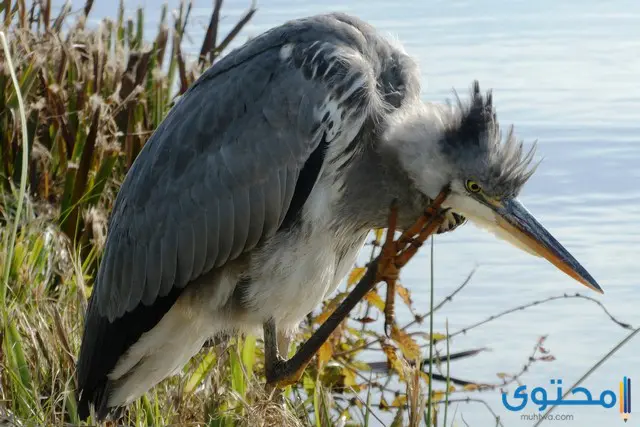 طائر الغرنوق