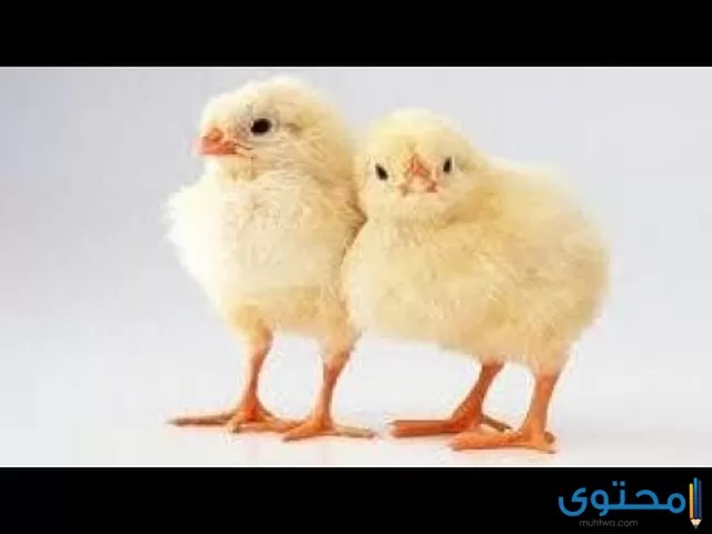 تفسير الاحلام والرؤي الكتاكيت في المنام