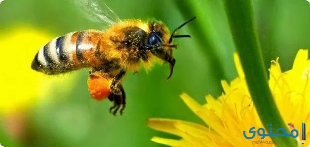 تفسير الاحلام والرؤي النحل في المنام