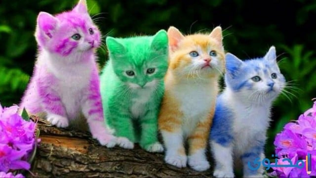 تفسير رؤية حلم القطط الملونة في المنام للعصيمي