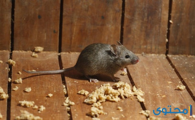 تفسير رؤية حلم الفأر في المنام للعصيمي موقع محتوى