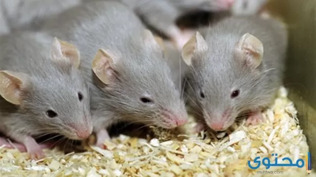 قتل الفئران في المنام