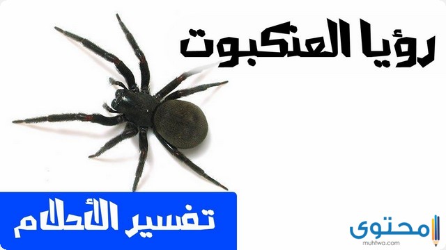 تفسير الاحلام والرؤي العنكبوت في المنام موقع محتوى