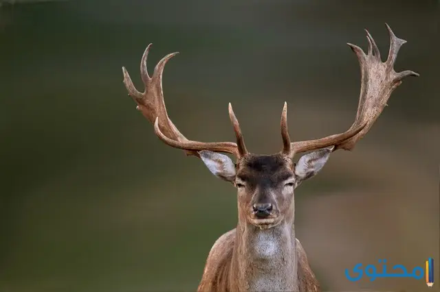 معلومات عن الايل الأسمر