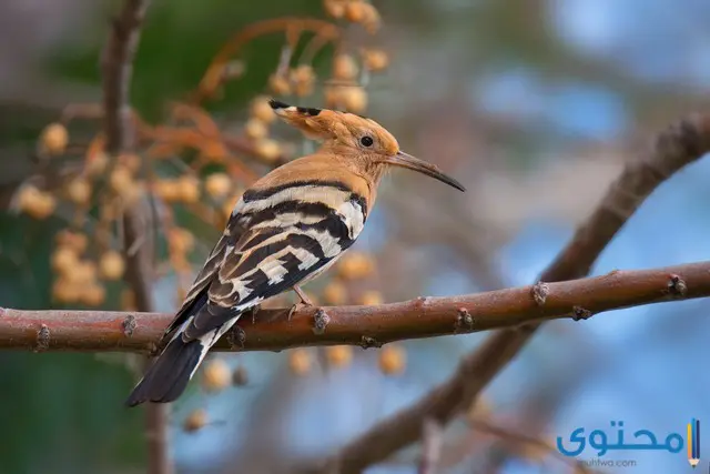 معلومات عن طائر الهدهد