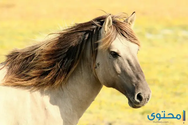 معلومات عن الحصان للأطفال