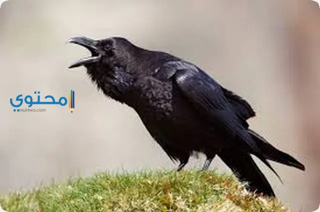 تفسير رؤية الغراب في المنام لابن سيرين والعصيمي