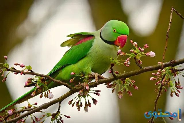 معلومات عن ببغاء الدرة