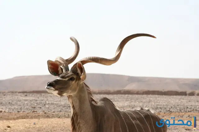 معلومات عن حيوان الظبي