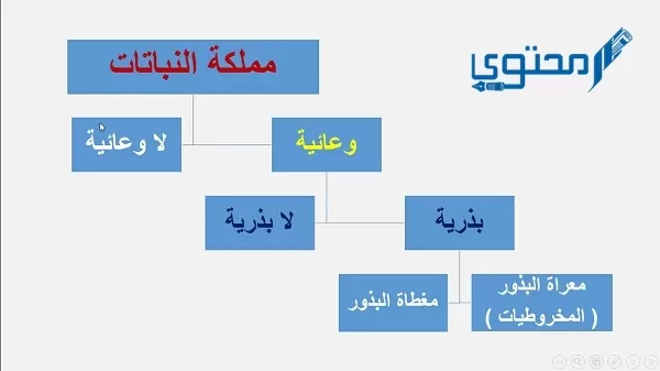 أي الممالك التالية يصنع جميع أفرادها غذائه بنفسه