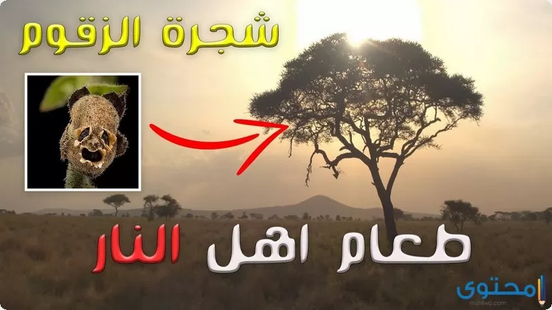 شجرة الزقوم التي ذكرت في القرآن الكريم