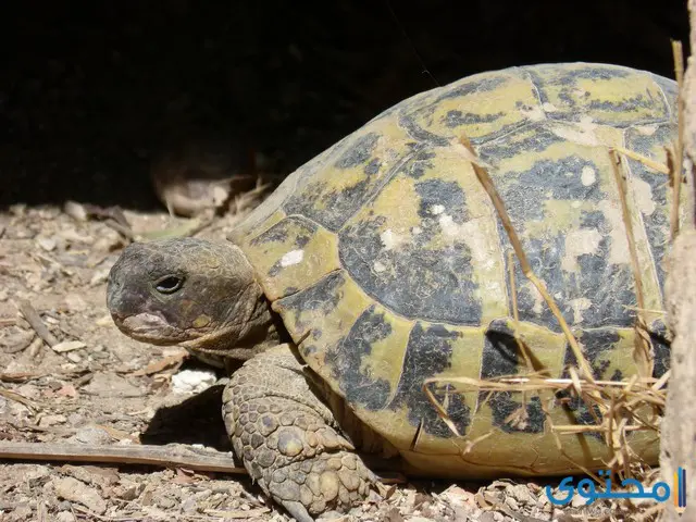 معلومات عن السلاحف البرية الصغيرة والمنزلية