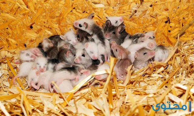معلومات عن الفئران