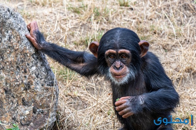 معلومات عن الشمبانزي