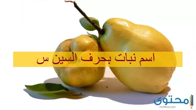 نبات بحرف السين